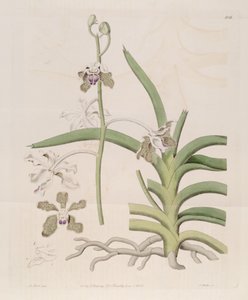 Ilustrace Vanda tessellata (jako syn. Vanda roxburghii) od Designer